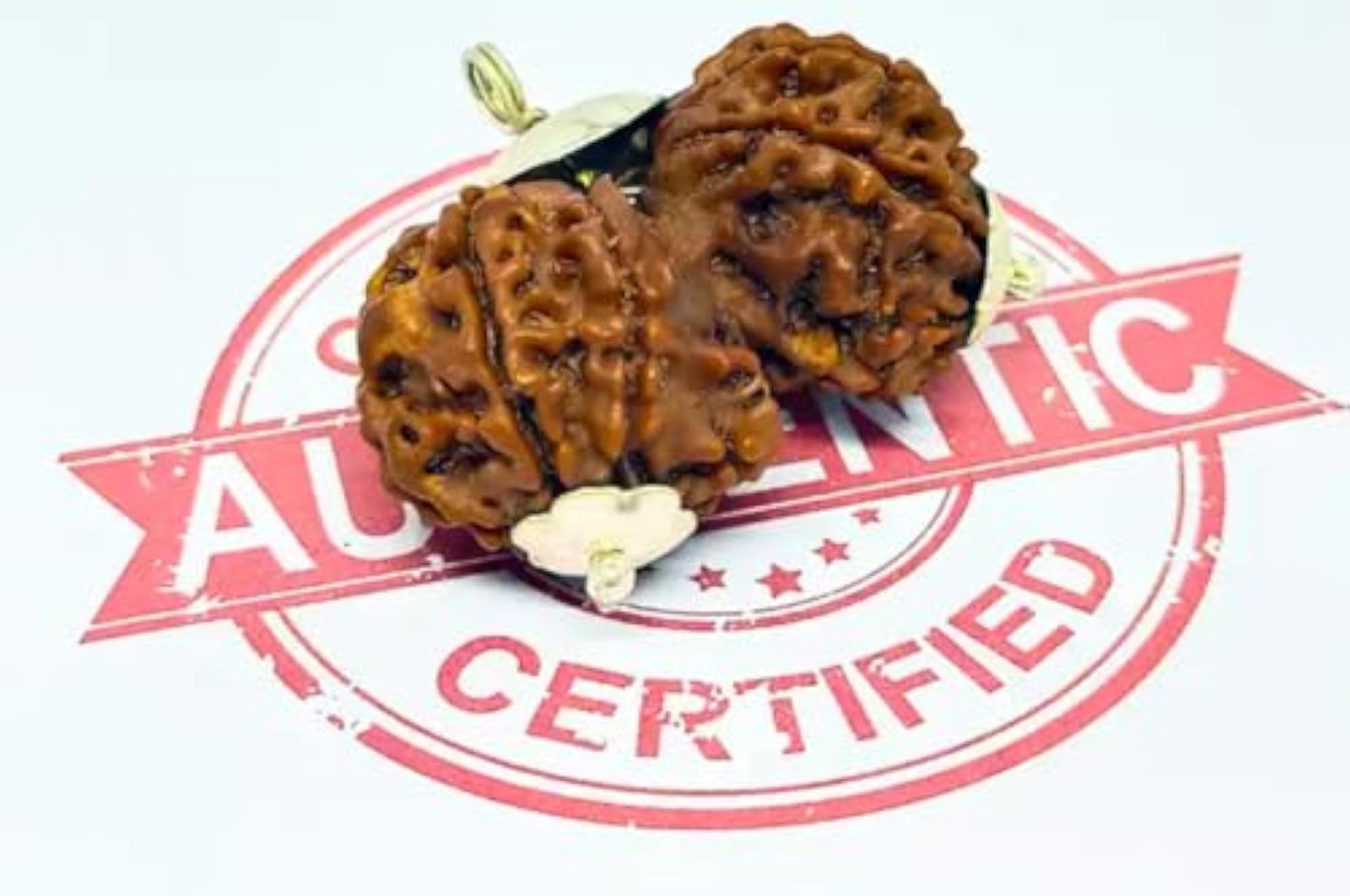 Gauri Shankar Rudraksha Big Size Certified Pendant, Spiritual Blessing